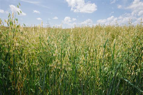 Farm-to-food collaboration aims to boost regenerative oat production in the U.S. | The Organic ...