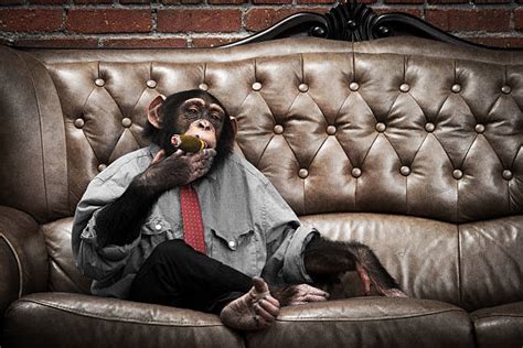 Smoking Monkey Stock Photos, Pictures & Royalty-Free Images - iStock