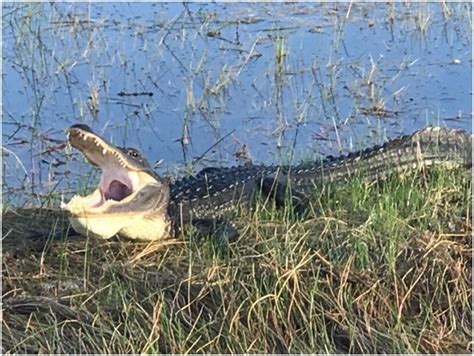 4 Facts American Crocodile Everglades | Cypress AirBoat Tours