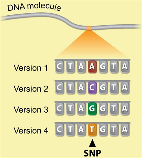 Making SNPs Make Sense