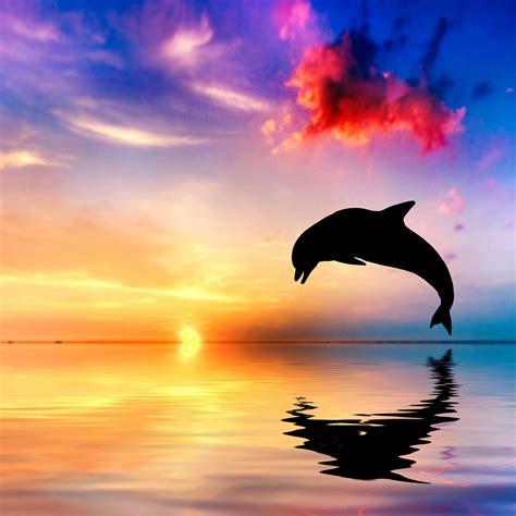 2048x2048 Dolphin Jumping Out Of Water Sunset View 4k Ipad Air HD 4k Wallpapers, Images ...