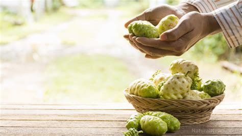 A tropical tradition: Eating noni leaves can be better at cancer prevention than chemotherapy