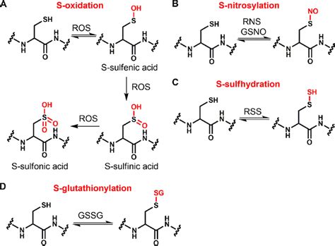 Thiol redox modifications. A, Protein thiol oxidation by ROS can lead ...