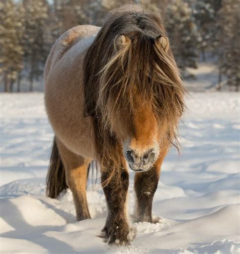 The Yakut breed of horses the most frost-resistant having an underfur ...