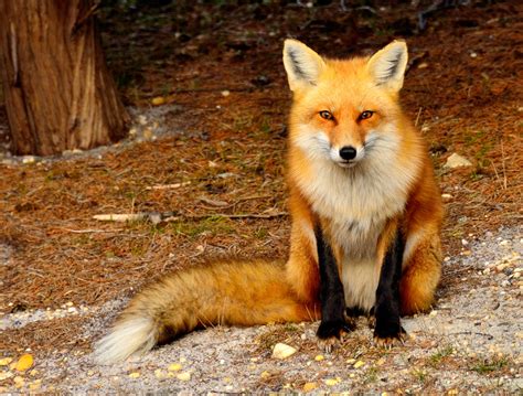 Are London Foxes Dangerous? - Pest Exterminators