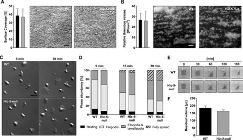 Lack of Hic-5 has no influence on platelet adhesion to collagen,... | Download Scientific Diagram