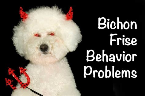 Are Bichon Frise Hard To Potty Train