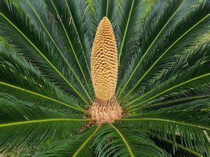 Cycads For Hot Zone Gardens - Mo Plants