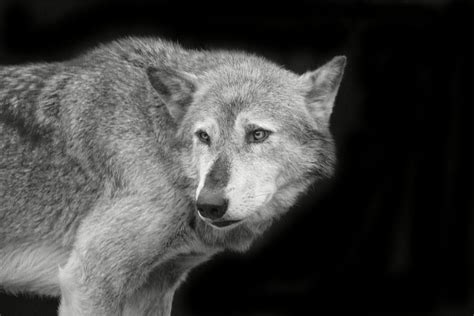 Wolf Pack Leader Low Key Portrait Photograph by Kelly Straw - Fine Art ...