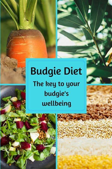 Budgie Diet – the key to your budgie's well being | Parakeet care ...