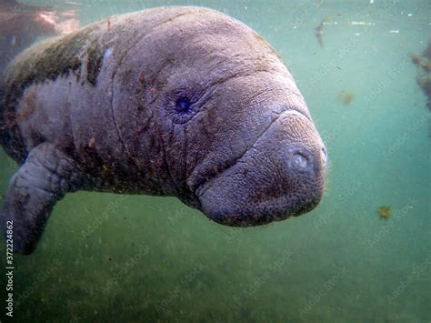 A baby manatee swimming in warm springs in Crystal River, Florida ...