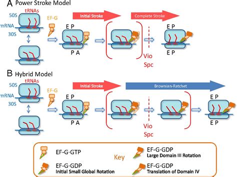 Elongation factor G initiates translocation through a power stroke | PNAS