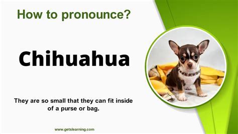 Where Did Chihuahua Dogs Originate From