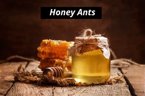 Honey Ants (Honeypot Ants) | 9 Intereseting Facts