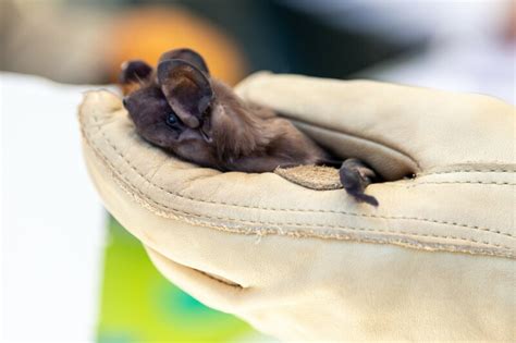 Endangered bonneted bats get habitat designations for the first time | WUSF