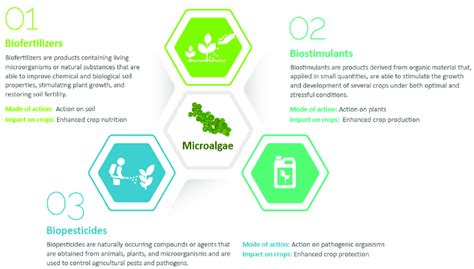 Classification of the main activities associated with microalgae in... | Download Scientific Diagram