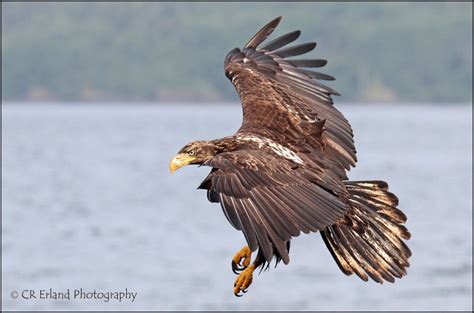 Falcon Images: Golden Eagle Juvenile Bald Eagle