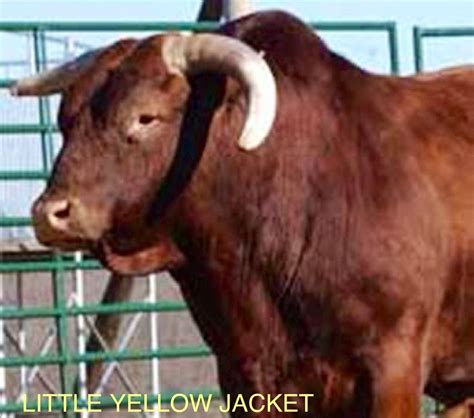 Little Yellow Jacket | Pbr bull riding, Bucking bulls, Pbr bull riders