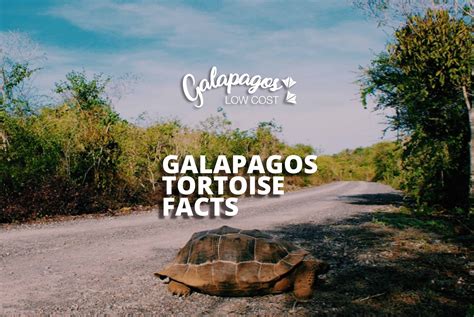 Galapagos Tortoise Facts & Questions | Galapagos Low Cost