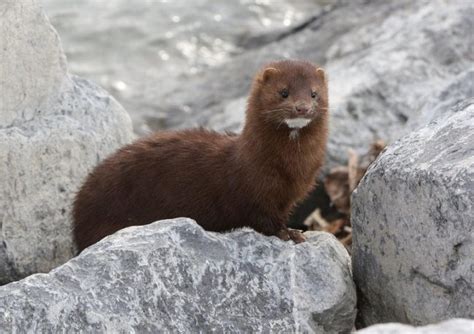 American Mink Facts, Habitat, Diet, Pictures - Coniferous Forest