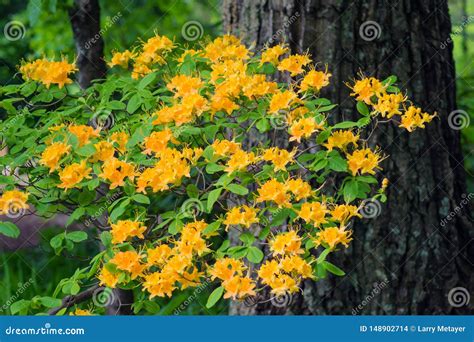 Yellowish Flame Azalea and Tree Stock Photo - Image of carolina ...