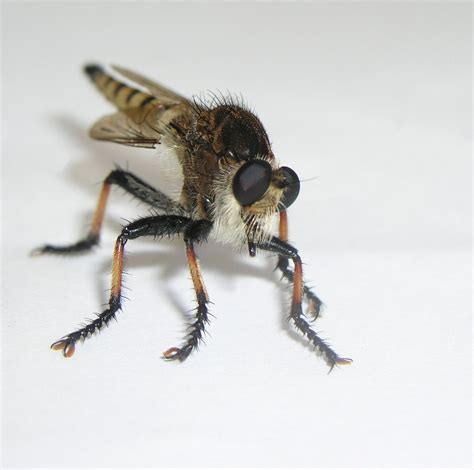 Free Robber Fly Stock Photo - FreeImages.com