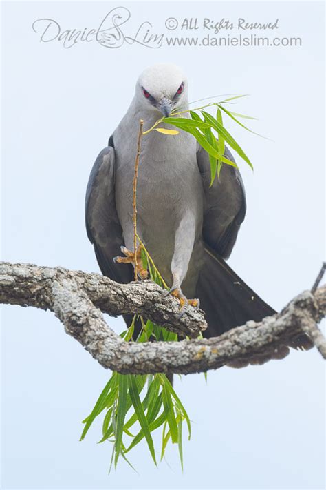 Mississippi kite with nesting material | Daniel Lim Photography