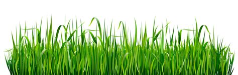 6 Types of Low-Maintenance Grasses | Perm-O-Green