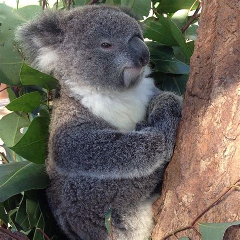 A koala in a eucalyptus tree, outside of Sydney Australia | Koala, Animal photo, Pet dogs