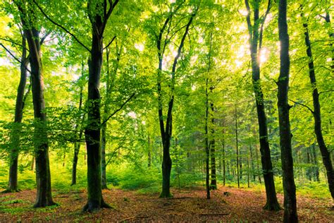 Beech Tree Forest - natural | Free stock photos - Rgbstock - Free stock ...