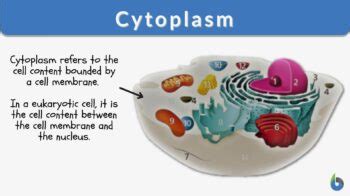 Cytoplasm - Definition and Examples - Biology Online Dictionary