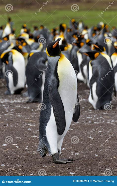 King Penguin colony stock image. Image of malvinas, spheniscidae - 30889281