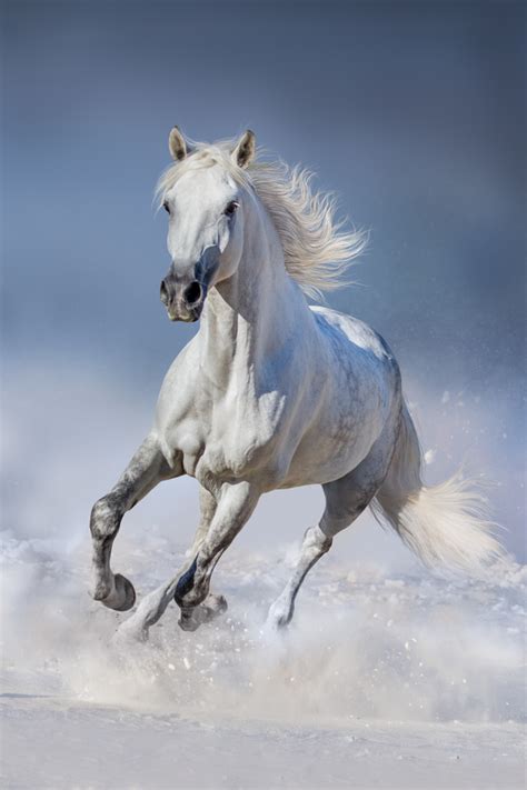 Running white stallion Stock Photo 01 free download