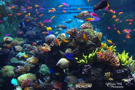 Aquatic Habitat by Charles Nicholas Lim on 500px | Ocean habitat, Saltwater aquarium, Marine ...