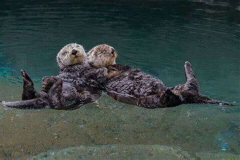 Pin by Tena Whitt on animals | Sea otter, Otters holding hands, Otters