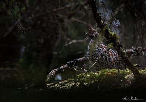 Hazel Grouse | Grouse, Partridge and Pheasant | Swedish Birds | Gallery | My World of Bird ...