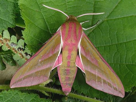 Elephant Hawk-moth (Deilephila elpenor) | Wildlife Insight