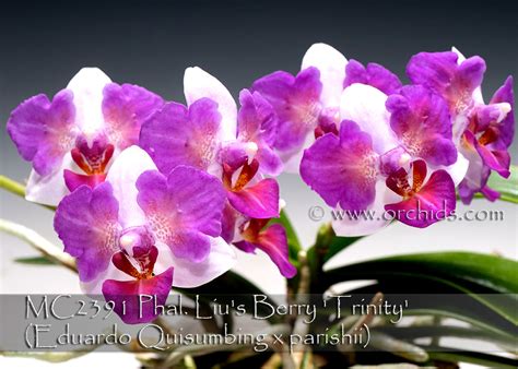 Phal. Liu's Berry 'Trinity' (Eduardo Quisumbing x parishii) / Orchids.com