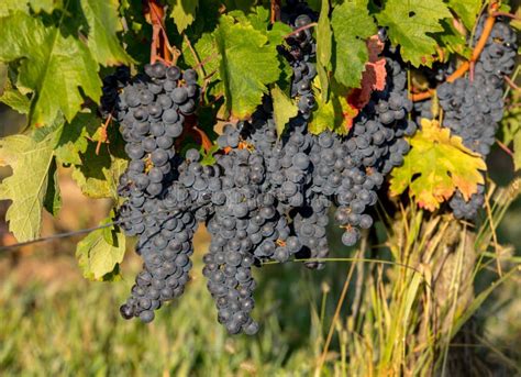 Red Wine Grapes Ready To Harvest and Wine Production. Saint Emilion ...