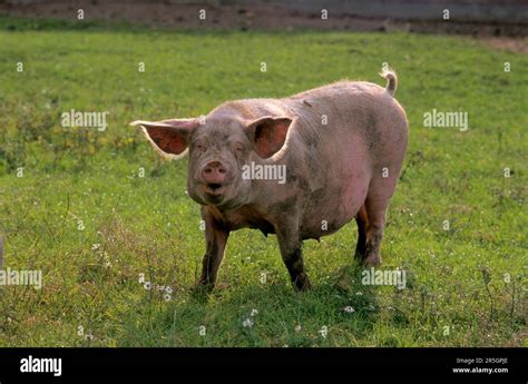 Pig (Sus scrofa domestica Stock Photo - Alamy