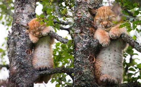 White Wolf : Cat Nap! Adorable Baby Lynx Takes A Nap – Halfway Up A Tree