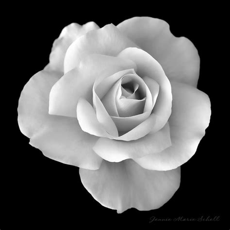 Black And White Rose Wallpaper - WallpaperSafari