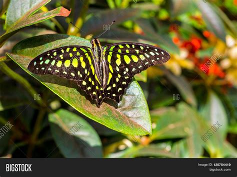 Tailed Jay Butterfly Image & Photo (Free Trial) | Bigstock