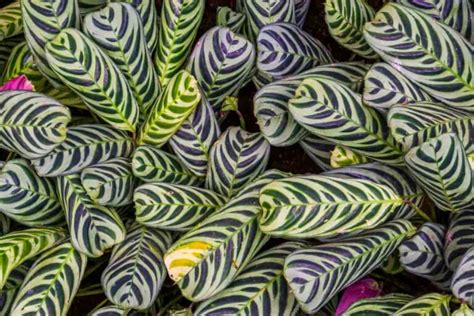 Calathea Light Requirements: The Ultimate Guide (2023)