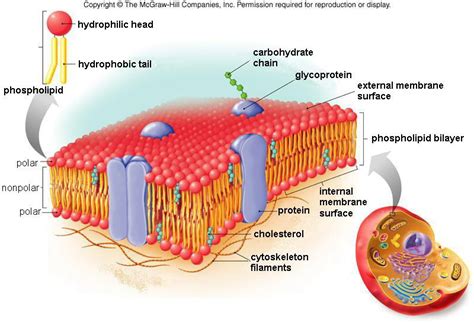 cell membrane diagram : Biological Science Picture Directory – Pulpbits.net