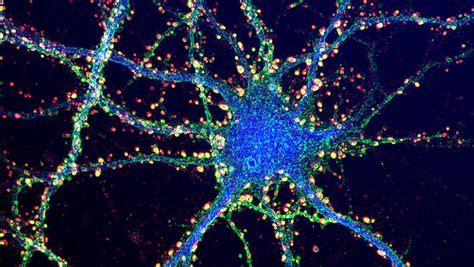 Synaptogenesis: 9 Ways To Form New Synapses In The Brain | Brain ...