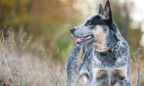 Are Blue Heelers Mean Dogs