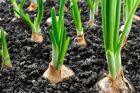 Let's Finally Settle The Question: Do Onions Grow Underground?