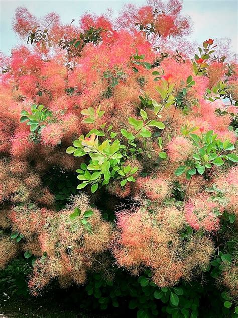 How to Grow and Care for Popular Smoke Bush Varieties