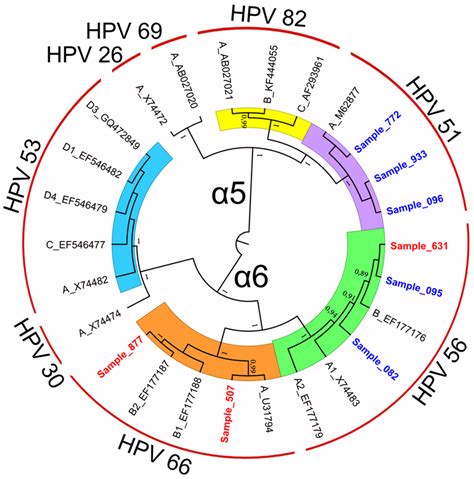 (A–C) Phylogenetic trees of HPV E6/E7 sequences obtained from clinical ...